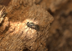 Adoxomyia heminopla
