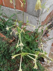 Nicotiana