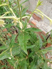 Nicotiana