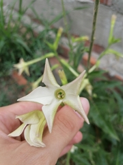 Nicotiana