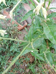 Nicotiana