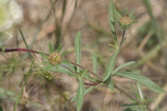 Scabiosa rotata