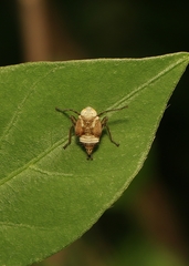 Calodia kirkaldyi