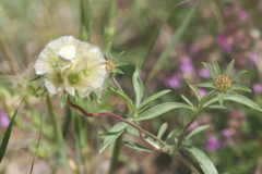 Scabiosa rotata