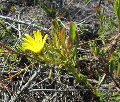 Cullumia aculeata sublanata