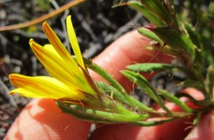 Cullumia aculeata sublanata