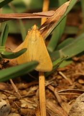 Pyrausta phoenicealis