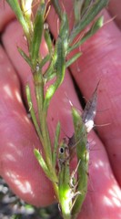 Cullumia aculeata sublanata