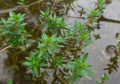 Rotala