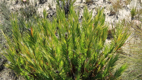 Rooiberg Bushiris (Nivenia inaequalis)