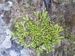Asterella marginata