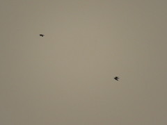 Bartramia longicauda