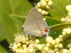 Electrostrymon hugon