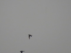 Bartramia longicauda