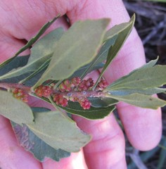 Morella diversifolia