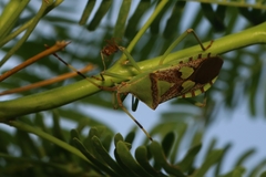 Prismatocerus prominulus