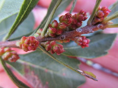 Morella diversifolia