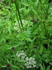 Pimpinella major