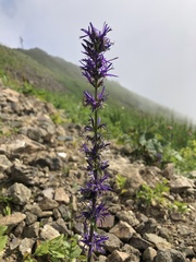 Asyneuma campanuloides