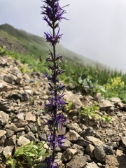 Asyneuma campanuloides