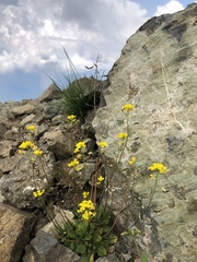 Draba hispida