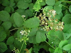 Rubus criniger