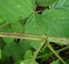 Rubus criniger