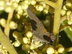 Electrostrymon hugon