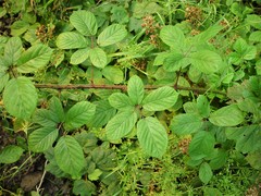 Rubus newbouldii