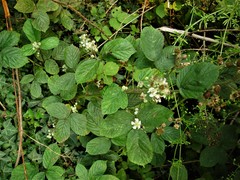 Rubus newbouldii
