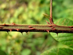 Rubus newbouldii