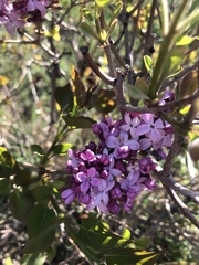 Syringa