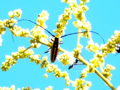 Sphaenothecus trilineatus