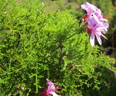 Pelargonium denticulatum