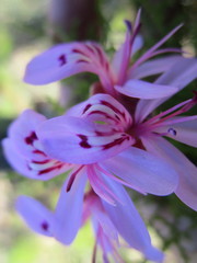 Pelargonium denticulatum
