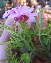 Pelargonium denticulatum