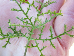Pelargonium denticulatum