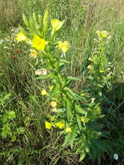 Oenothera rubricaulis
