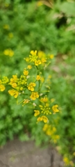 Rorippa sylvestris