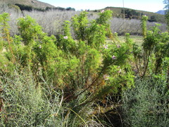 Pelargonium denticulatum