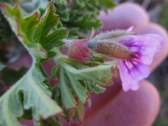 Pelargonium citronellum