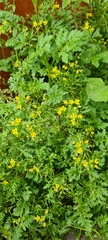 Rorippa sylvestris