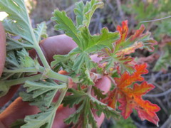 Pelargonium citronellum