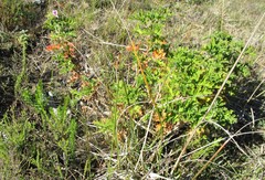 Pelargonium citronellum
