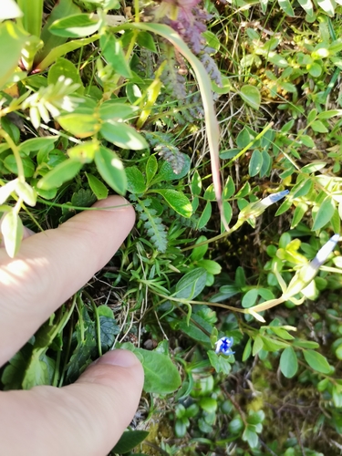 Image of Niedriger Enzian (Gentiana pumila) by (c) Daniel Ellehammer Larsen, some rights reserved (CC BY)