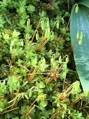 Plagiomnium venustum