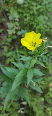 Oenothera rubricaulis