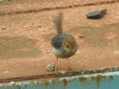 Prinia molleri
