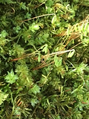 Plagiomnium venustum