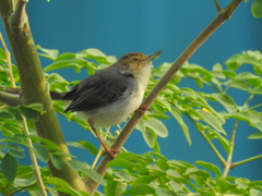 Prinia molleri